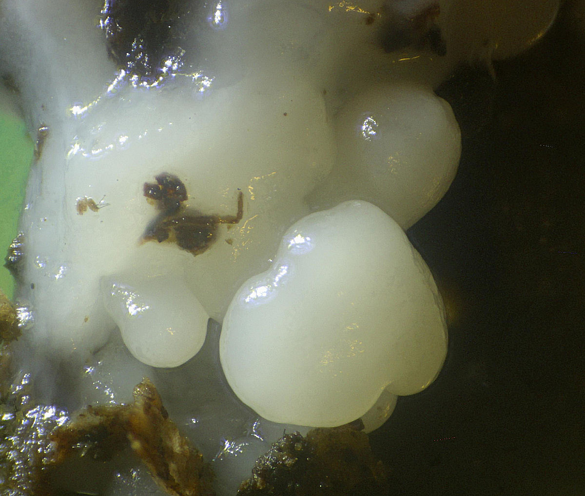 Ceratiomyxa fruticulosa